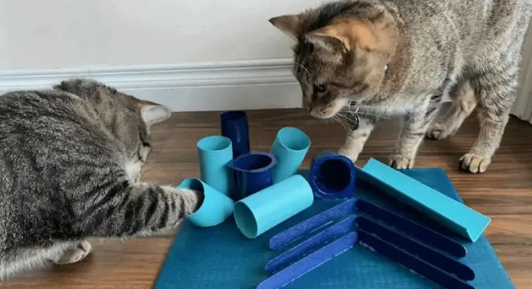 5 Fun & Engaging DIY Puzzle Toys for Your Cat