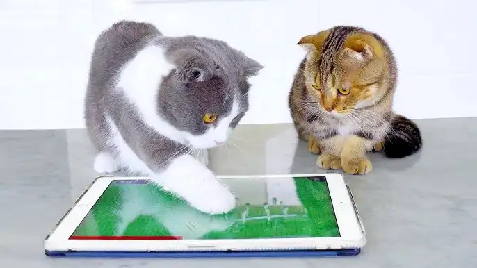 Interactive Cat Apps and Tablets