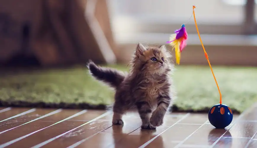 Best Interactive Cat Toys for Mental Stimulation