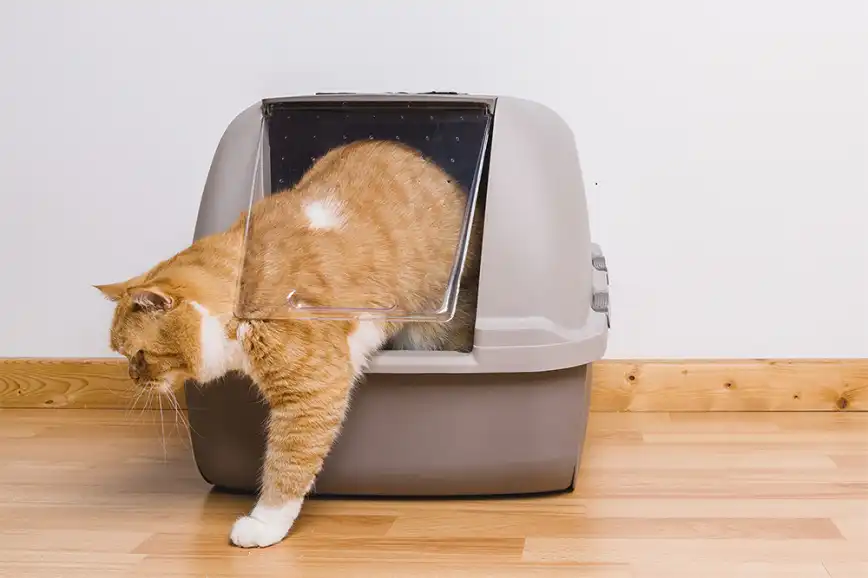 How to Prevent Litter Box Tracking A Cat Owners’ Guide