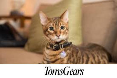 How Long Does it Take for a Cat to Get Used to a Collar?