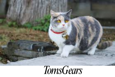 Is it Safe to Let Your Cat Outside With a Bell on Her Collar?