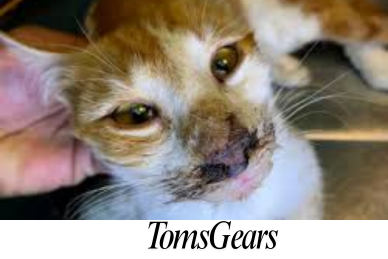 Why Does My Cat Get Black Boogers? An In-Depth Look