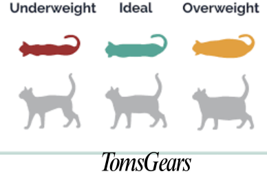 Why Is My Cat So Big but Not Fat | General Discussion