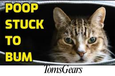 How to Remove Hard Poop from Cat Anus?