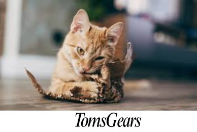 How to Play with a Cat Without Toys: Engaging and Fun Play Ideas for You and Your Cat