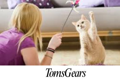 Why Does My Cat Carry Around a Toy and Meow?