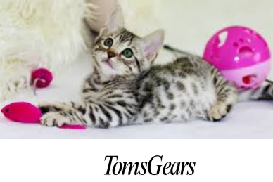 Is Crochet Toys Safe for Your Cat?