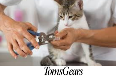 Where Can I Declaw My Cat for Free?