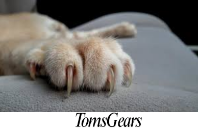 Thick Cat Claws | Causes and Grooming Techniques