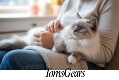 How to Tell if a Kitten is Going to Be a Lap Cat?