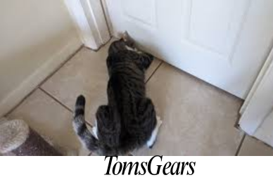 How to Keep Your Cat from Scratching the Door?