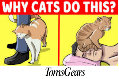 30 Strange Cat Behaviors and Why Do They Do Those