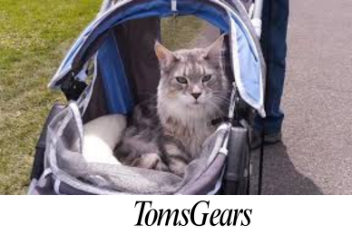 How to Pick the Right Cat Stroller?