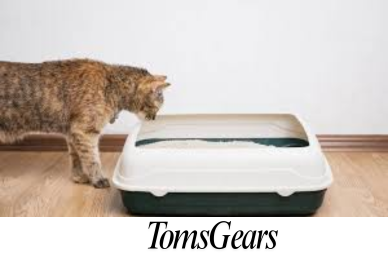 Can Cats Use Litter Box After Being Spayed?