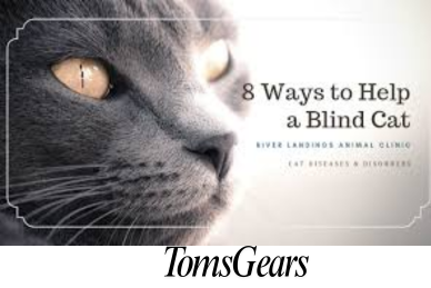 How to Help a Blind Cat Find the Litter Box?